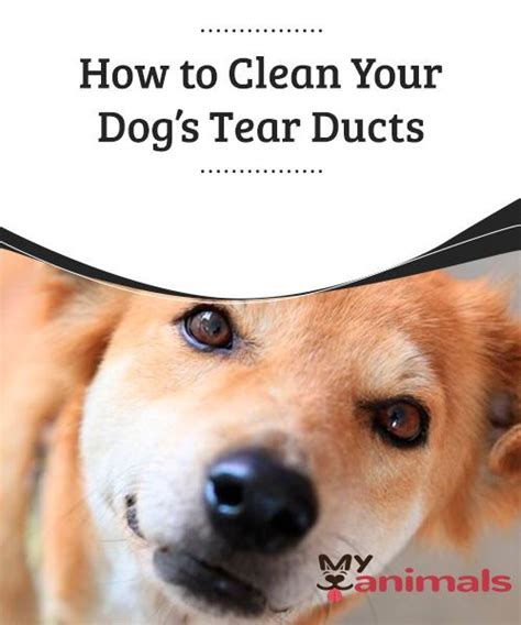 tear duct test dog|dog tear duct problems.